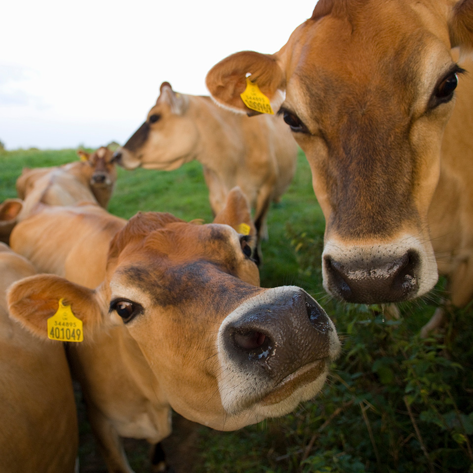 Un troupeau de vaches broutant paisiblement dans un champ verdoyant.