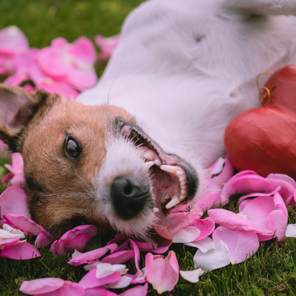 Un chien mignon se reposant sur la pelouse à côté de pétales roses colorés.