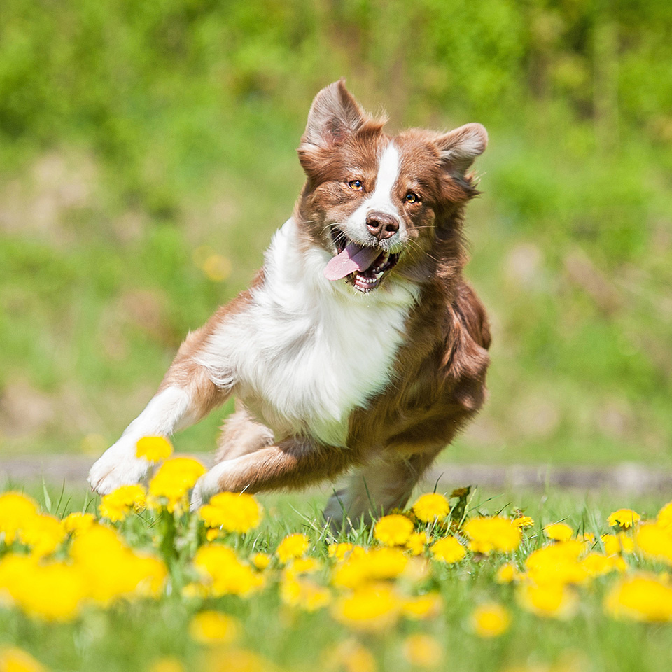Un chien brun et blanc courant joyeusement dans un champ de fleurs jaunes.