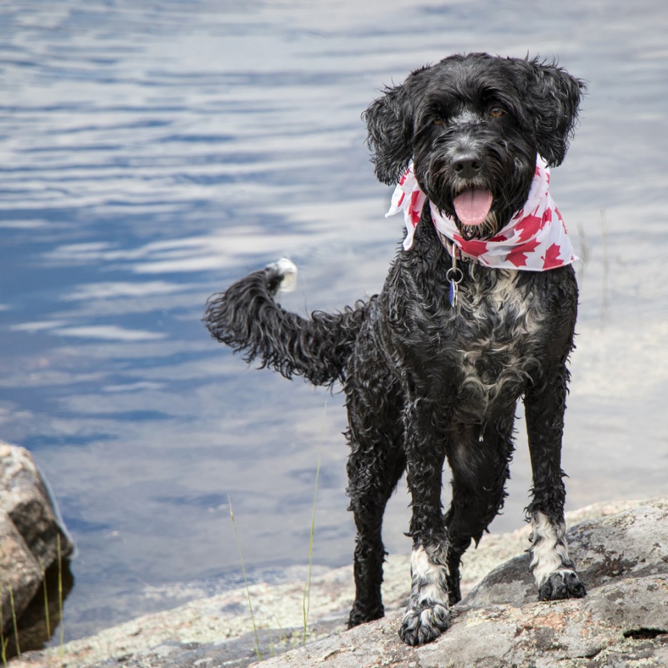 Un chien noir portant un bandana rouge et blanc autour du cou près de l'eau.
