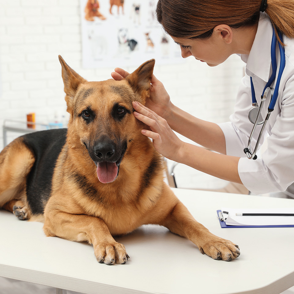 Une femme inspecte soigneusement les oreilles d'un chien.