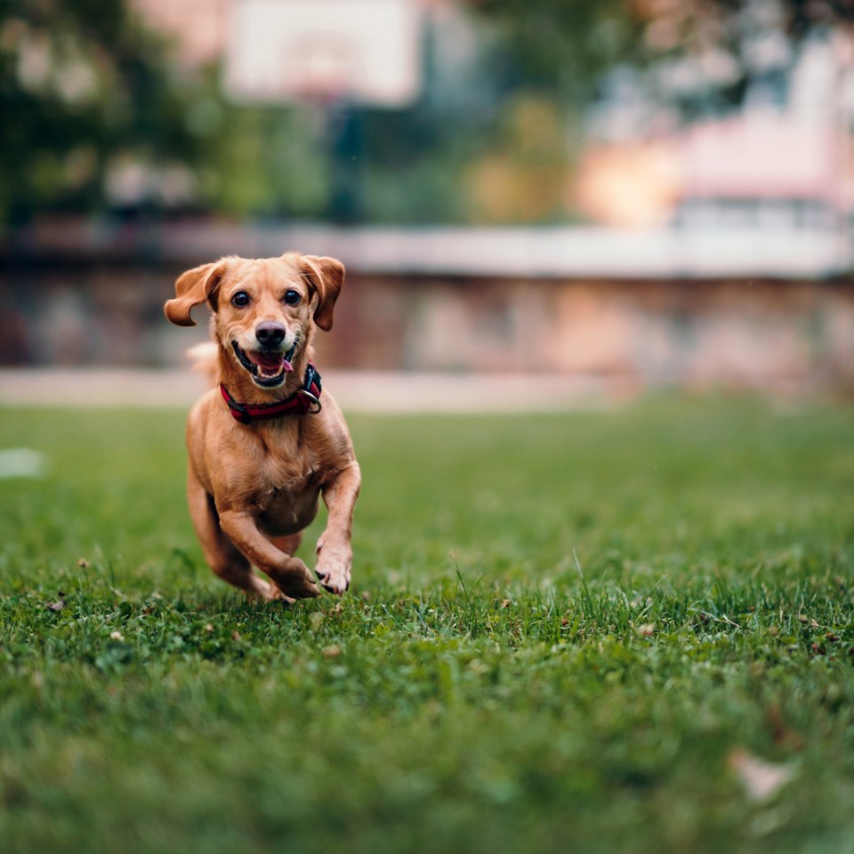 Un chien sprintant joyeusement sur l'herbe verte d'un parc