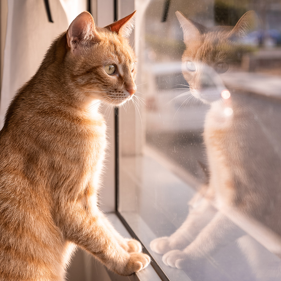 Un chat orange assis sur le rebord d'une fenêtre, regardant par la fenêtre.