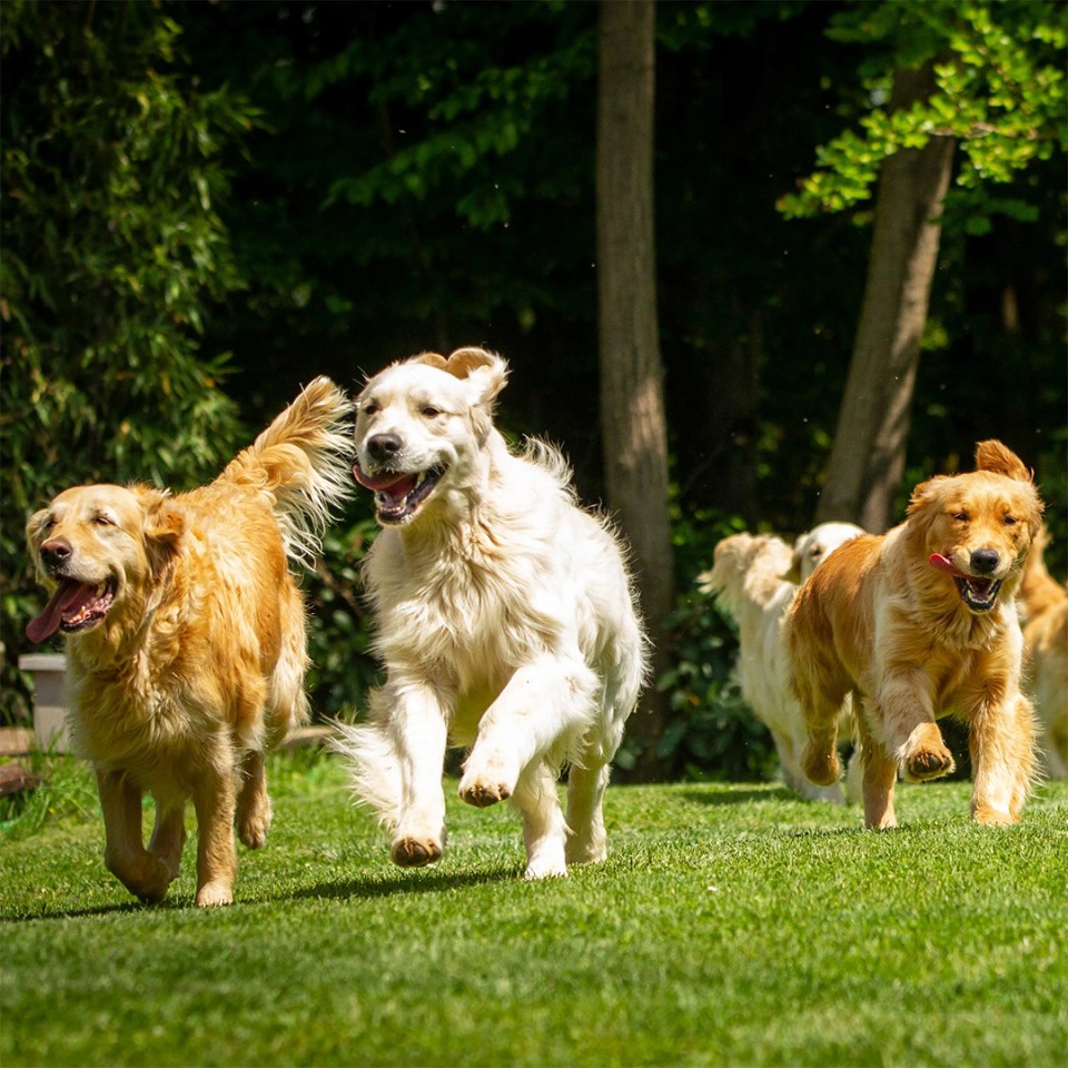 Chiens Golden retriever courant joyeusement dans le parc par une journée ensoleillée.