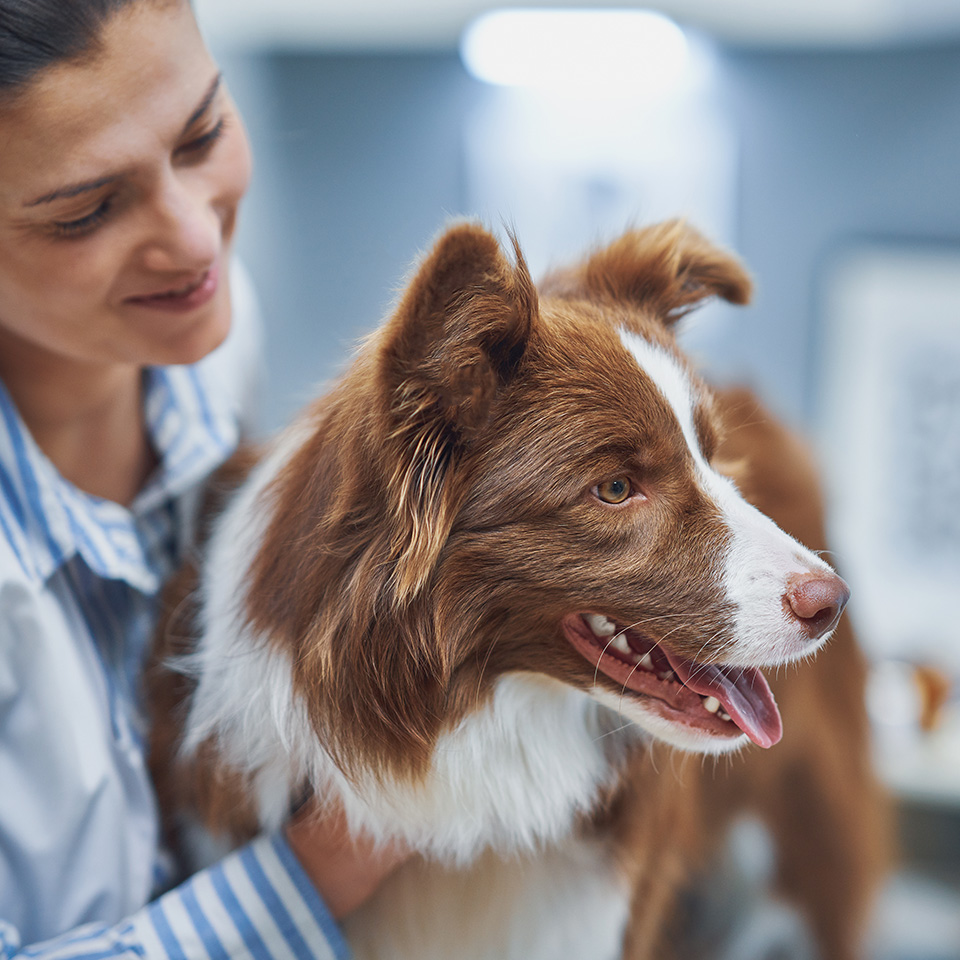 Une femme tient délicatement un chien dans une clinique vétérinaire.