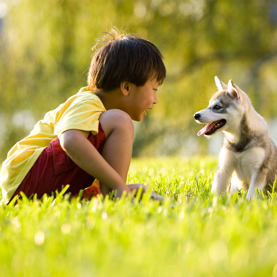 Un jeune garçon joue joyeusement avec un chiot husky dans un champ d'herbe.