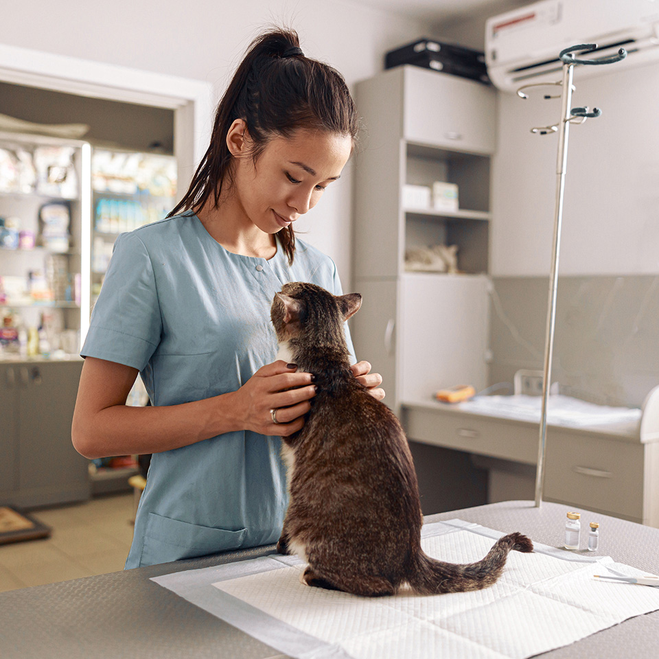 Une vétérinaire tient délicatement un chat dans ses bras.