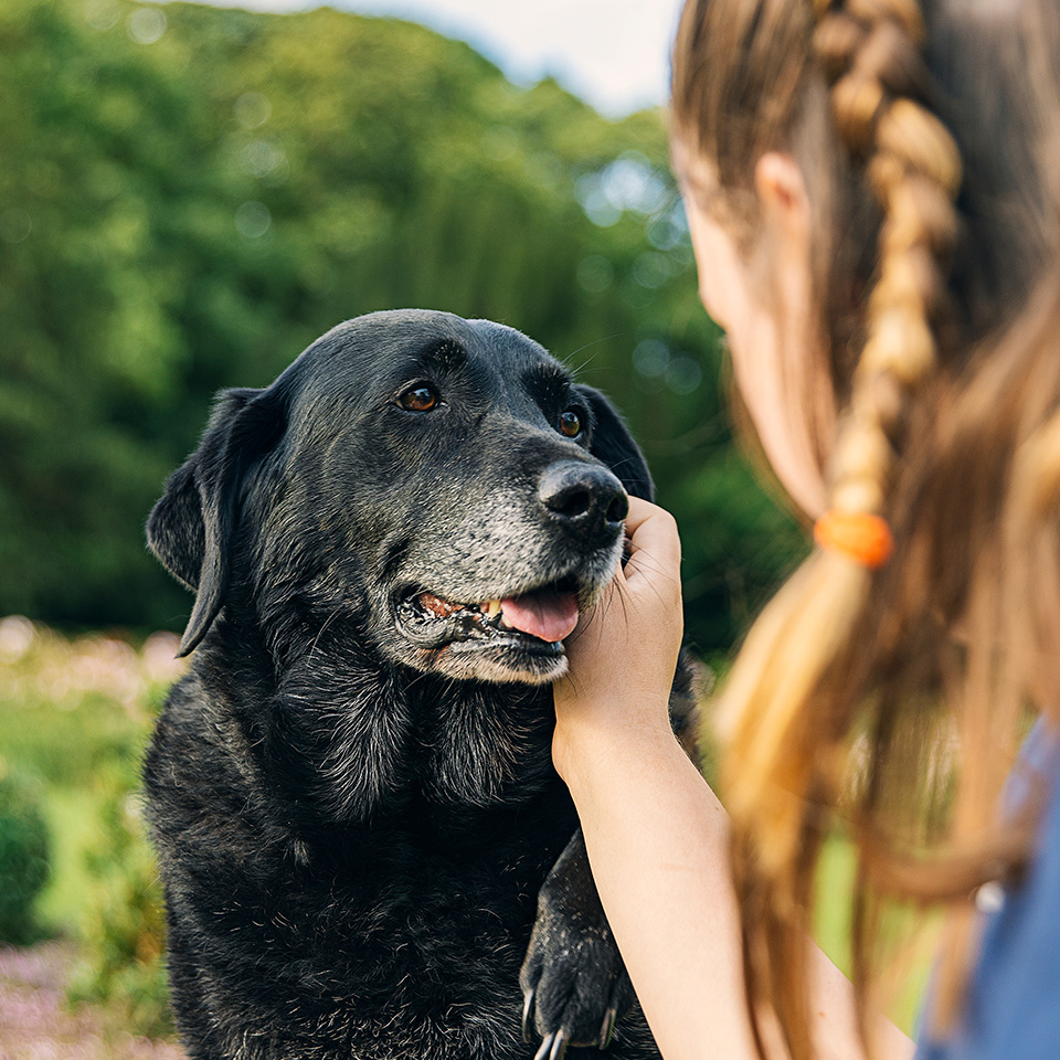 Une femme caresse affectueusement un chien âgé noir.