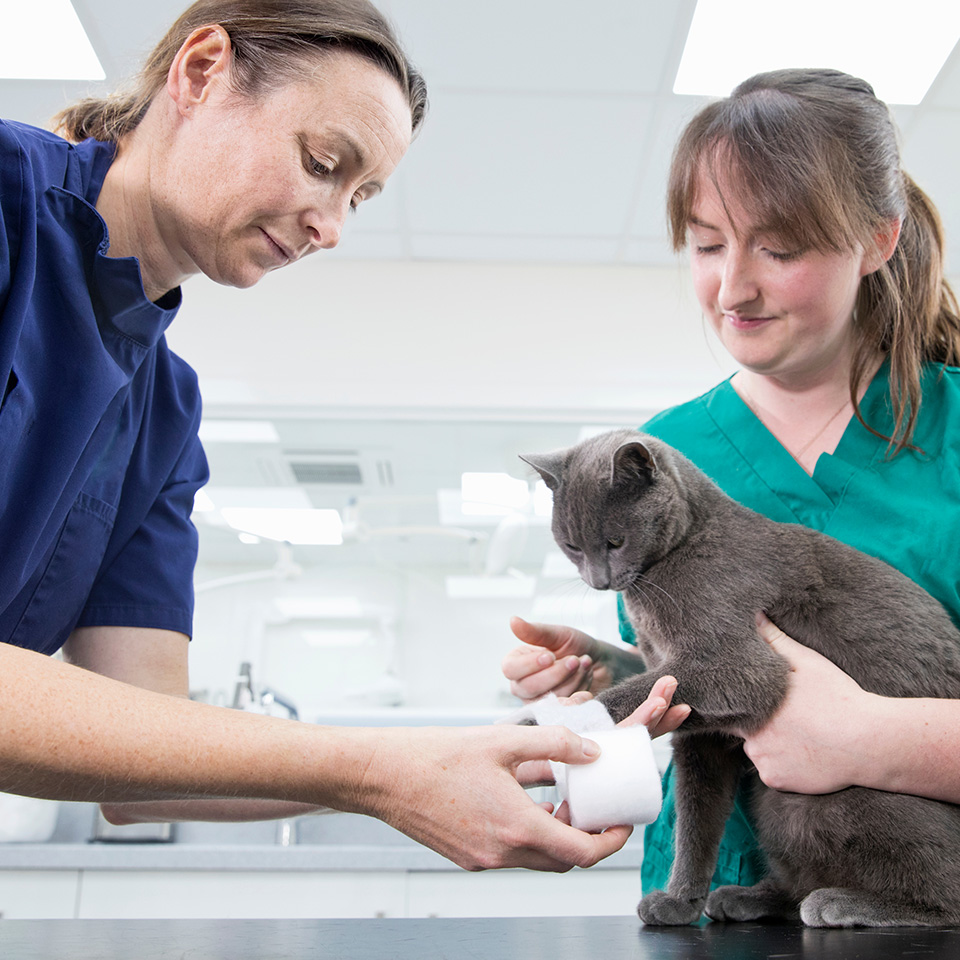 Deux vétérinaires en uniforme vert s'occupent délicatement d'un chat.