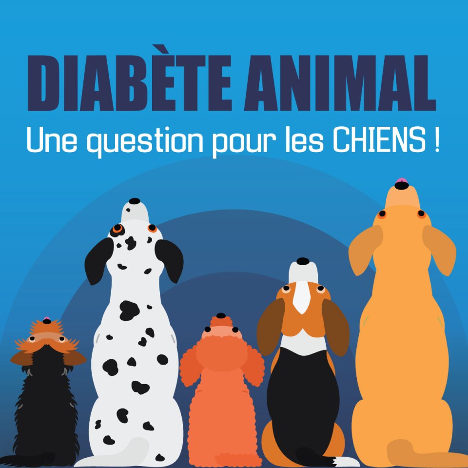 Les chiens illustrés reviennent "Une question pour les CHIENS".