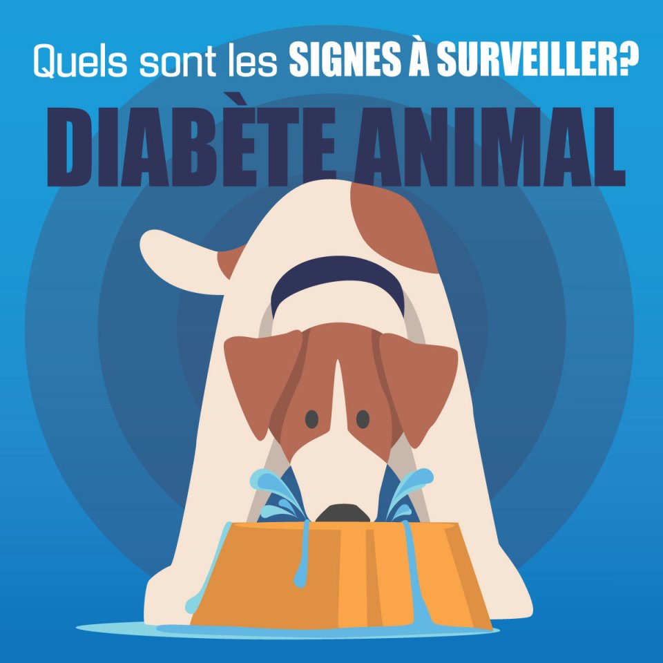 Un chien qui boit de l'eau "Quels sont les signes à surveiller?".