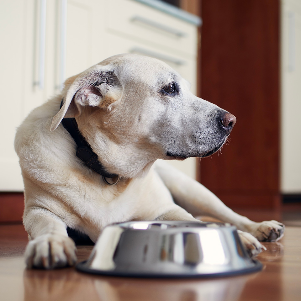 Un chien se repose à côté d'une gamelle en acier inoxydable posée sur le sol.