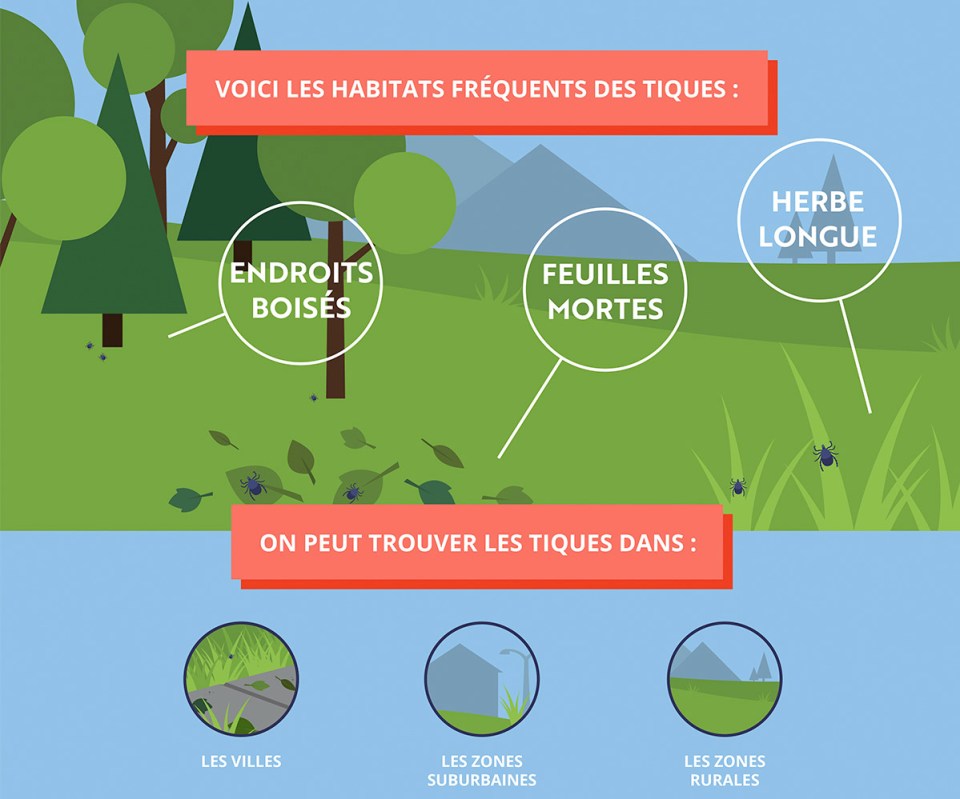 Illustration montrant les habitats des tiques