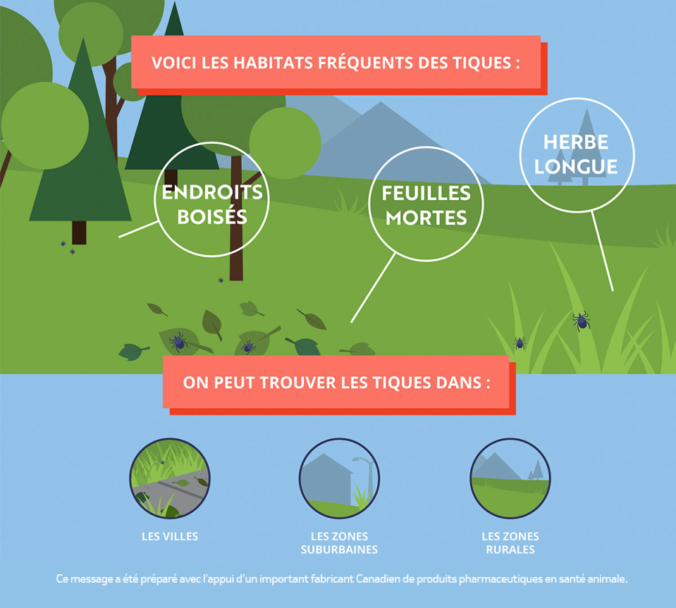 Illustration représentant les habitats fréquents des tiques