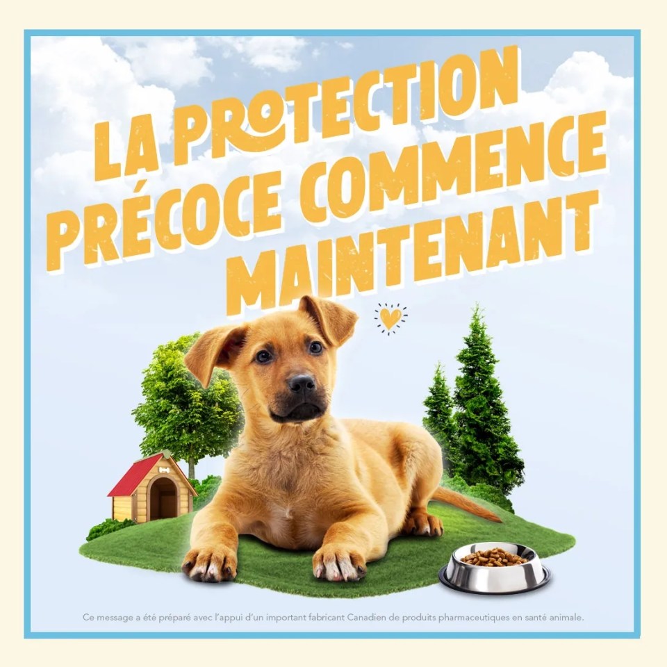 Chien allongé dans l'herbe avec certains accessoires avec un texte "La protection précoce commence maintenant"