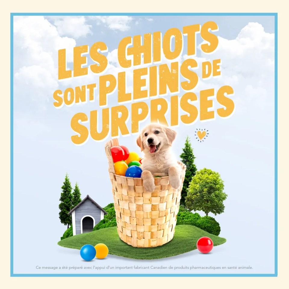Un chiot dans un panier à jouet avec un texte "Les chiots sont pleins de surprises"