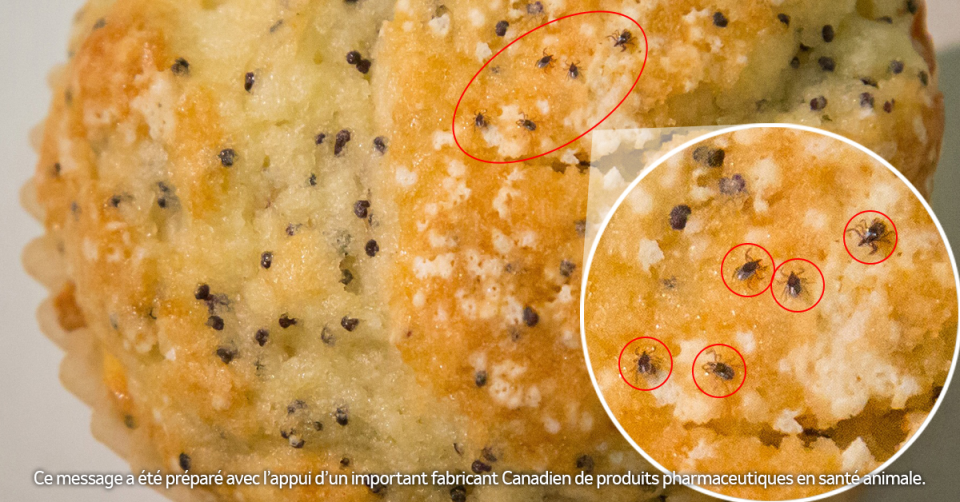 Muffin avec un zoom sur des tiques pour montrer leur taille comparé à des graines de pavots