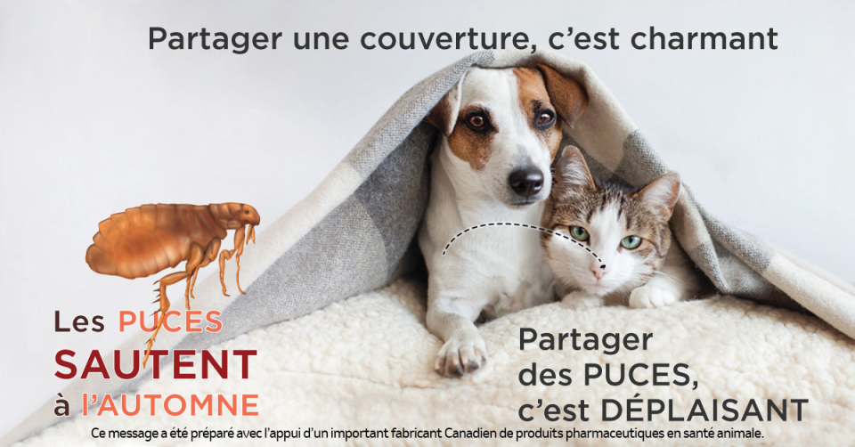 Un chien et un chat sous une couverture, avec des informations sur les tiques