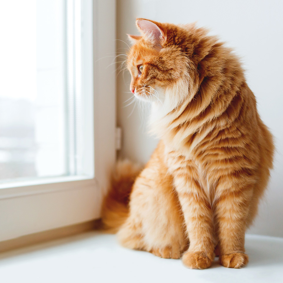 Un chat orange assis sur le rebord d'une fenêtre, regardant par la fenêtre.