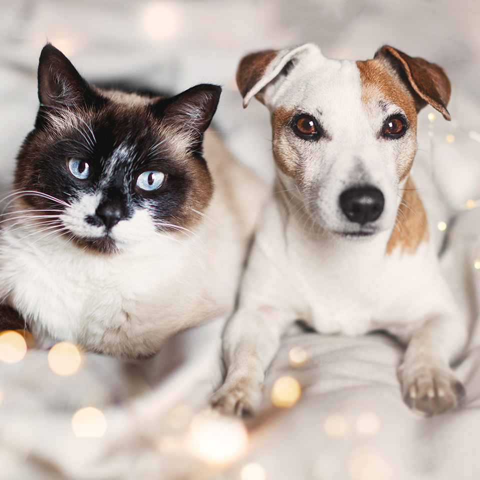 Un chat et un chien paisiblement assis ensemble sur un lit douillet.