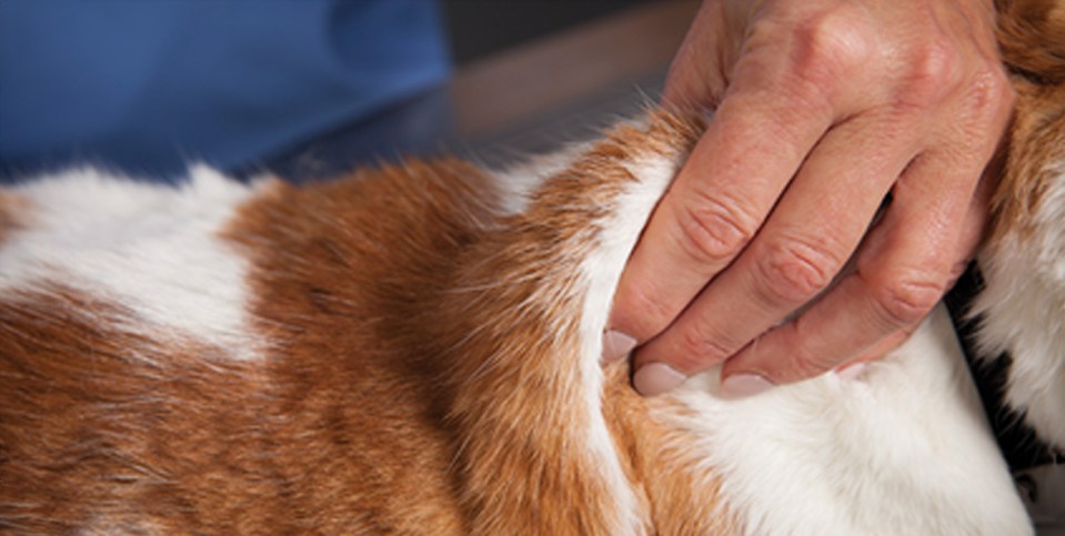 Un vétérinaire qui pince la peau d'un chat avant de faire une injection