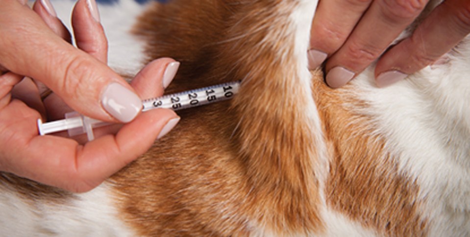 Injection à l'aide d'une seringue sur un chat