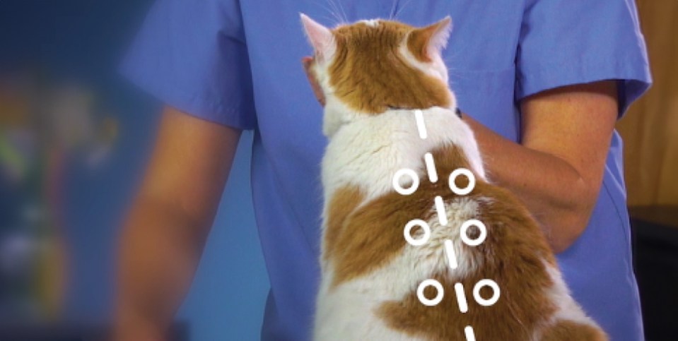 Un chat avec un schéma montrant ou alterner les sites d'injection