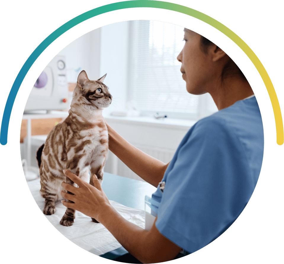 Une vétérinaire qui caresse un chat